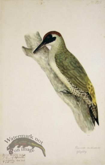 124 Swedish Birds . Picus Viridis, European Green Woodpeck.Male